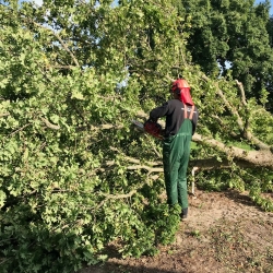 Træfældning i Odense