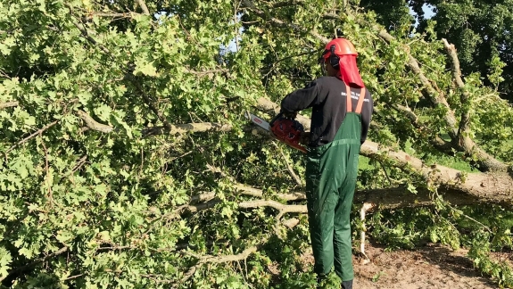 Træfældning i Odense